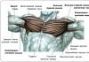 Какие мышцы работают при отжимании