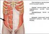 How to train the transverse abdominis muscle - the best exercises